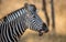 Side on close up on zebra`s head with a funny smile showing teeth in Kruger Park South Africa