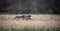 Side closeup of an Alaska moose standing among the yellow field, red trees, gloomy sky background