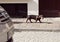 Side closeup of a brown Dachshund with a leash on the neck walking on the sunlit street