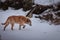 Side closeup of a dingo walking through the snow with branches background