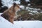 Side closeup of a dingo walking through the snow with branches background