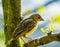 Side closeup of a female village weaver sitting in a tree, popular bird specie from Africa