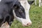 Side closeup of the head of a Dutch Holstein cow with black and white fur