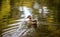 Side closeup of a mallard flowing in the lake and making waves, blurred background