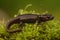 Side closeup of Northwestern salamander (Ambystoma gracile) on the green bushes, blurred background