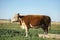Side closeup of a Polled Hereford breed cow in field