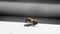 Side closeup view of a European honeybee Apis mellifera, good detail