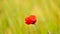 Side detail view of the red poppy flower with fresh green wheat field on a background. Flowers of red poppy