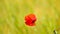 Side detail view of the red poppy flower with fresh green wheat field on a background. Flowers of red poppy