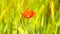 Side detail view of the red poppy flower with fresh green wheat field on a background. Flowers of red poppy