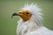 Side face portrait of an Egyptian vulture with funny hairdress
