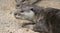 Side Face of Wild Otters on The Sand