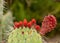 Side of the flower buds of the cactus Opuntia stenopetala