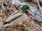 Side full length male mallard duck