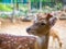 Side head close up deer have small horn brown fur and beautiful back eyes with blur background