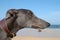 Side on image of blue greyhound head on beach