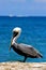 Side of little white black pelican