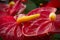 The side maco view of a yellow spadix on a flamingo plant