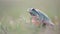 Side macro shot of European tree frog Hyla arborea sitting in the grass and jumping at the end. Blurred background.