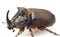 Side Macro view of rhinoceros or unicorn beetle