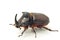 Side macro view of rhinoceros or unicorn beetle