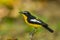 Side Male Yellow-rumped flycatcher