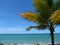 side of a palm tree with a colorful yellowish branch next to the ocean on a clear blue day