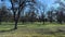 Side pan of a pecan tree orchard plantation