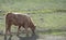 Side perspective of a cow grazing on a path of a meadow