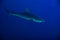 Side photo of Galapagos or requiem shark over blue