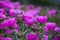 Side plane of a Carpobrotus edulis or cat's claw with a multitude of flowers