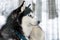 Side poirtrait of beautiful calm purebred siberain husky dogs sitting in kennel outdoors wait for forest trip adventure