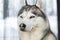 Side poirtrait of beautiful calm purebred siberain husky dogs sitting in kennel outdoors wait for forest trip adventure