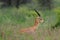 A side portrait of aIndian gazelle antelope with pointed horns standing amidst green grass and flowers at Rajasthan India