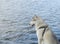 Side portrait of beautiful husky on water background. Dog has a brownish gray-white coat, bright blue eyes