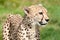 Side Portrait of Cheetah Against Grass