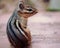 Side Portrait of a Chipmunk