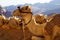 Side portrait of a colorfully saddled camel