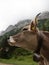 Side portrait of a cow in swiss Alpstein alpine mountain range Appenzell Innerrhoden Switzerland