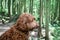 Side portrait of dog in the forest, sitting on a wooden bike trail