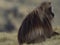 Side on portrait of Gelada Monkey Theropithecus gelada fur blowing in wind Semien Mountains Ethiopia