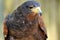 Side portrait of a Harris`s Hawk