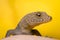 Side portrait of a lizard on yellow background