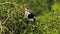 Side portrait of magnifficent red billed hornbill eating fruits and seeds sitting on branch of acacia. Amazing colourful