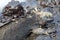 Side on portrait of Marine Iguana Amblyrhynchus cristatus in Galapagos Islands, Ecuador