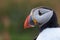 A side portrait of a puffin