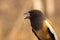 Side Portrait of Rufous Treepie also known as Tiger Bird