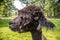 Side portrait of a shaved alpaca