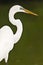 Side portrait of snowey egret