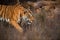 Side portrait of a tigress walking in dry habitat of Ranthambhore National Park on a winter morning